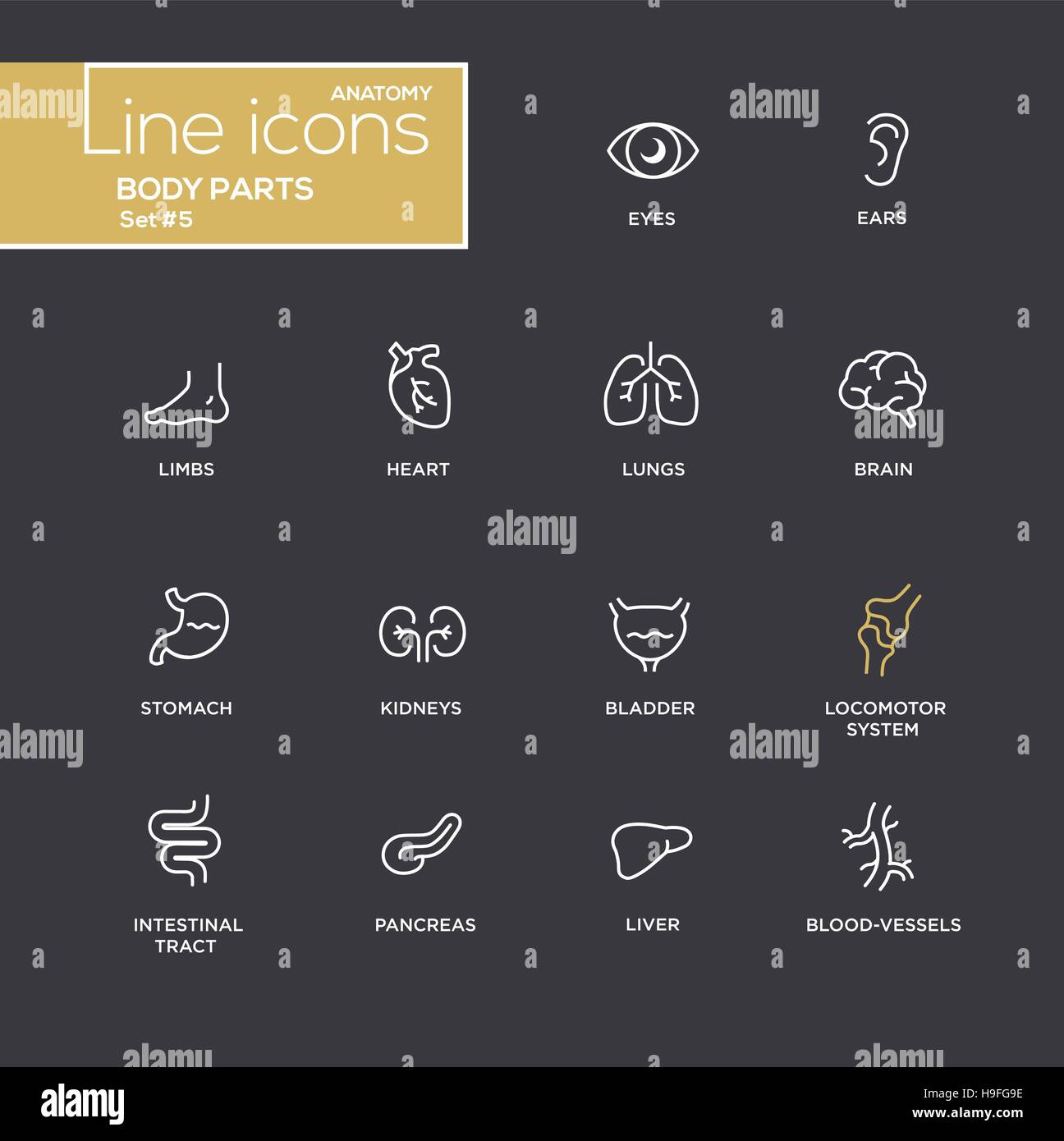 Parti del corpo - moderno vettore semplici linea sottile design icone e pittogrammi set - Sfondo nero. Occhi, orecchie, arti, cuore, sangue, polmoni, cervello, bl Illustrazione Vettoriale