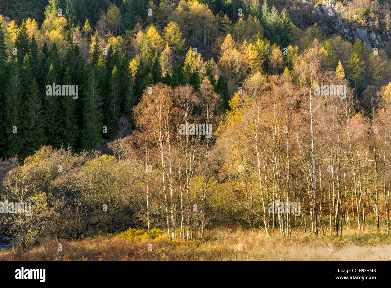 Loch Achray tre laghi forest drive Foto Stock