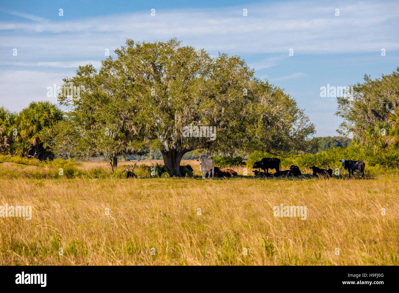 Le vacche sotto shade tree nella Florida Centrale ranch di bestiame county vicino a Arcadia Florida Foto Stock