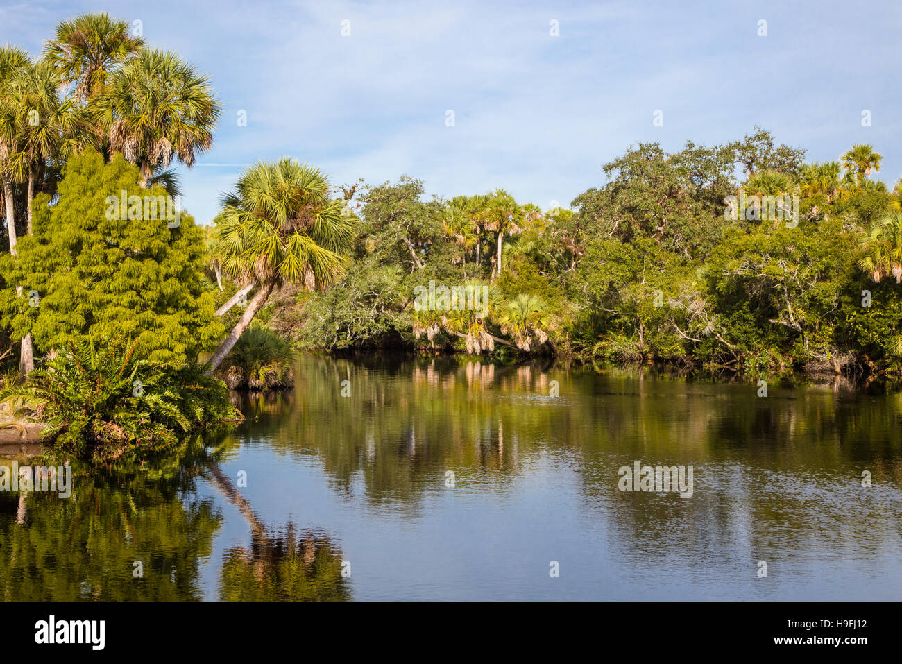 Selvatica tropicale incontaminata Myakka River a Snook Haven nella contea di Sarasota in Florida Venezia Foto Stock