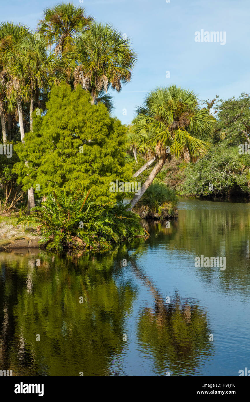 Selvatica tropicale incontaminata Myakka River a Snook Haven nella contea di Sarasota in Florida Venezia Foto Stock