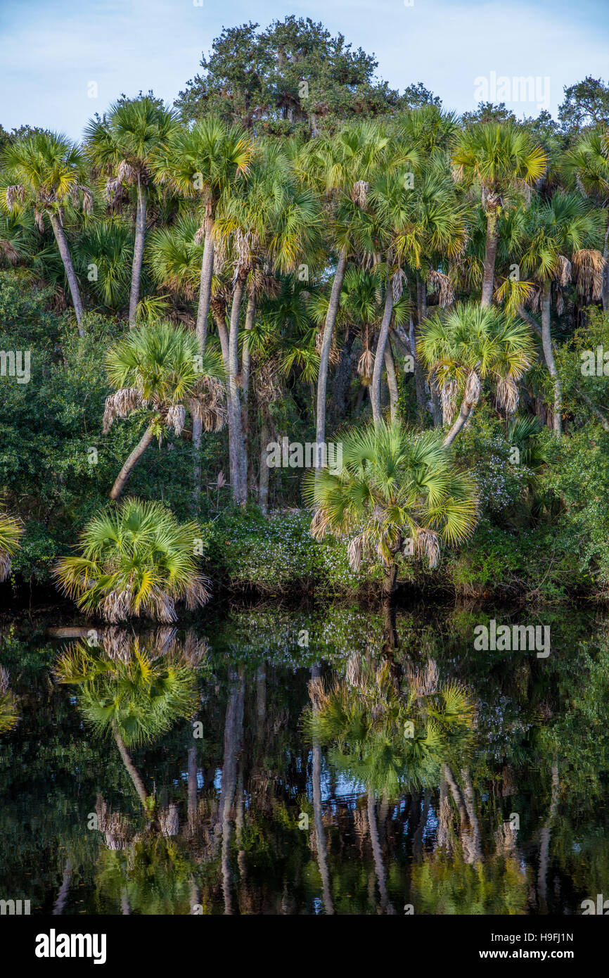 Selvatica tropicale incontaminata Myakka River a Snook Haven nella contea di Sarasota in Florida Venezia Foto Stock