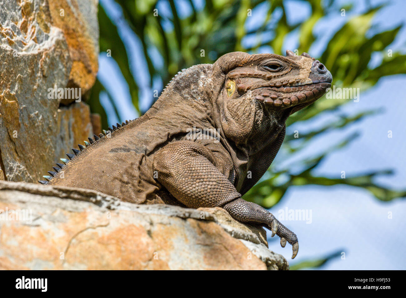 Un marrone iguana nel guscio in fabbrica in North Fort Myers FLorida Foto Stock