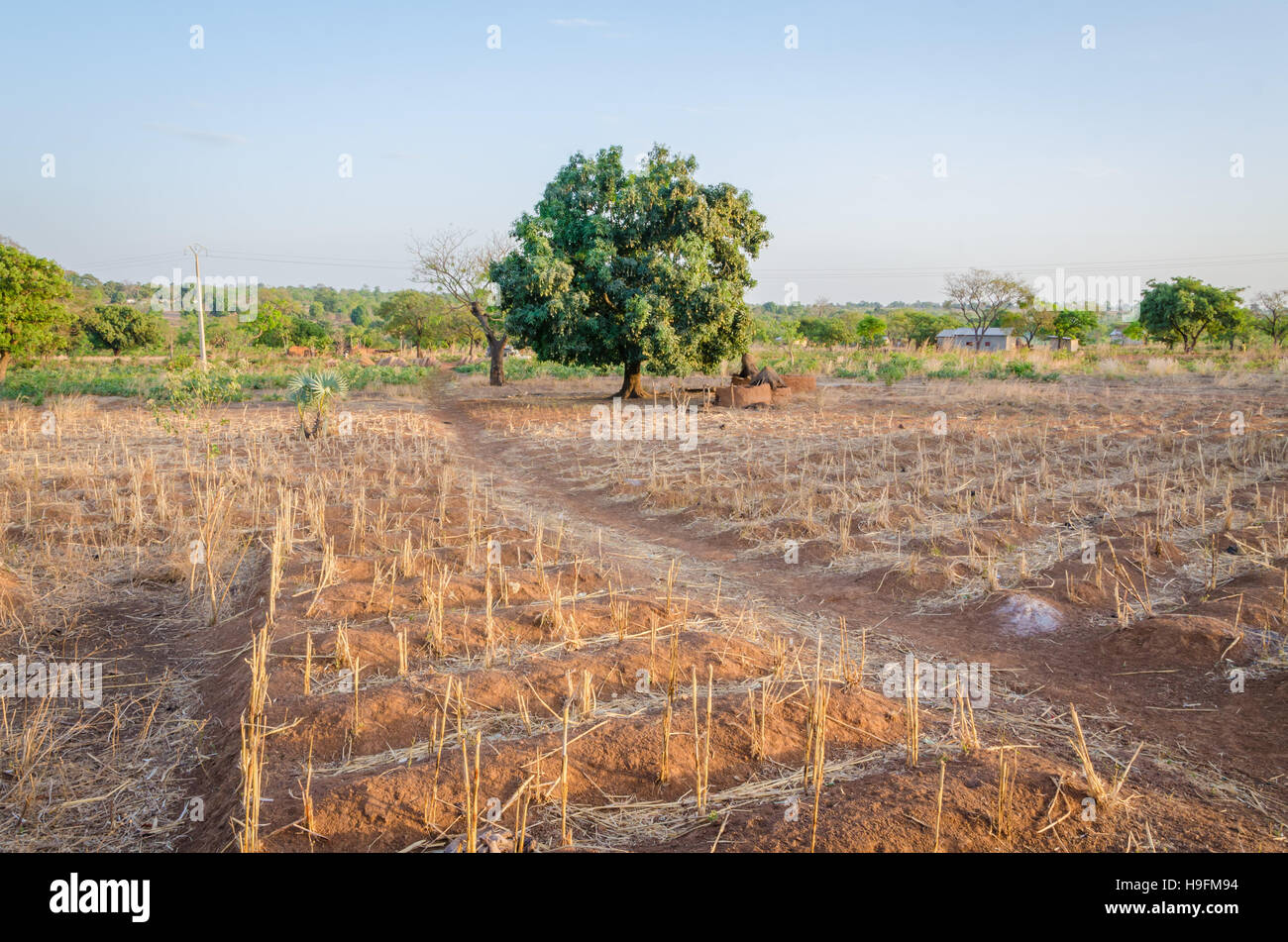 Coltivazione tradizionale che cresce su una piccola fattoria rurale di Tata Somba tribù in Benin, Africa Foto Stock