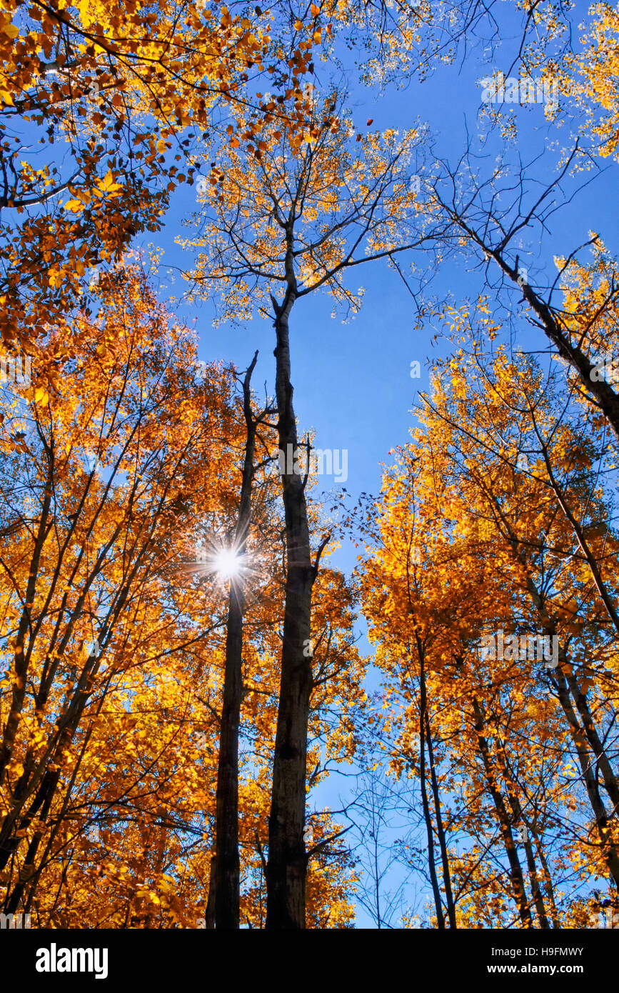 Autunno alberi con burst di sole e cielo blu Foto Stock