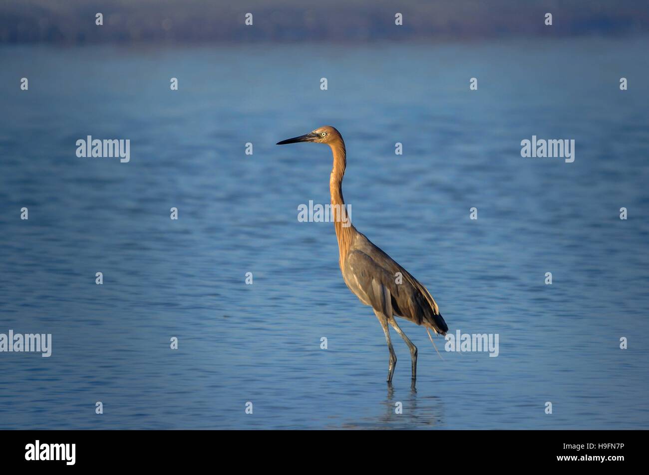 Tricoled heron la pesca in mare in Florida, Stati Uniti d'America. Foto Stock