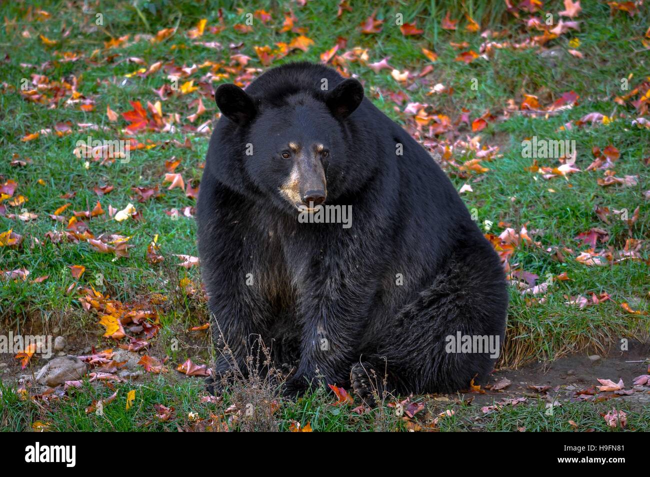 Black Bear chiedendo in Quebec, Canada. Foto Stock