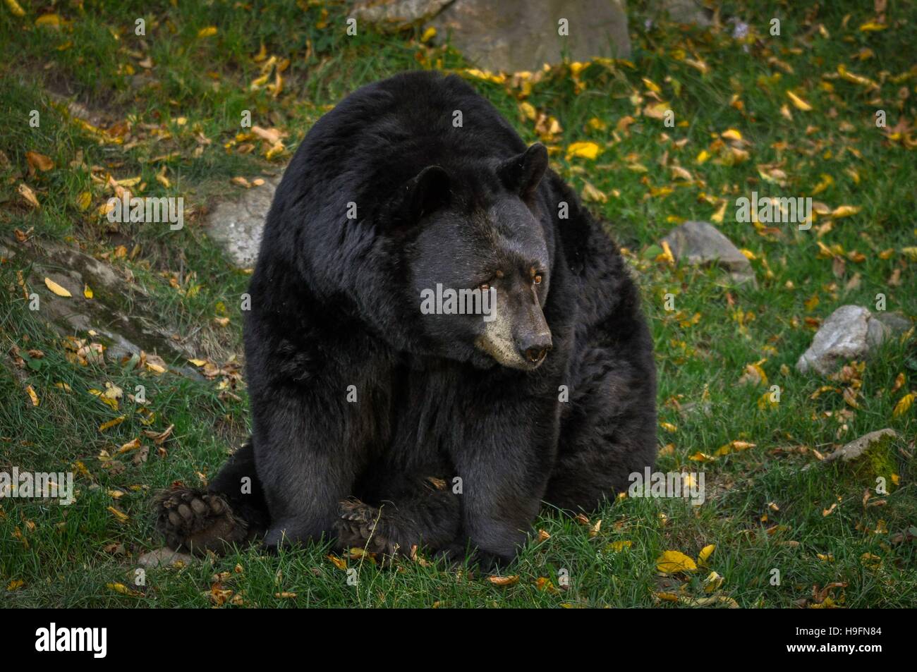 Black Bear chiedendo che cosa sta succedendo. Foto Stock
