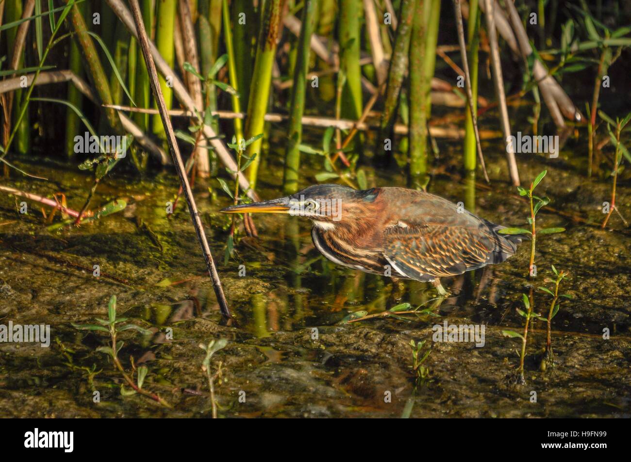 I capretti green heron in movimento. Foto Stock