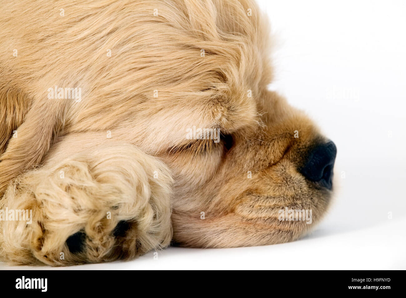 Sleeping cucciolo di cane su sfondo bianco Foto Stock