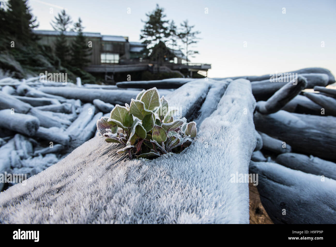 Kwisitis Visitor Centre in Pacific Rim Park su Wickaninnish Beach, l'isola di Vancouver. Foto Stock