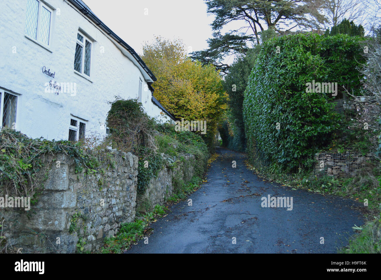 Imbiancato cottage situato in un vicolo del paese nel sud prosciutti di Devon, Inghilterra, Regno Unito Foto Stock