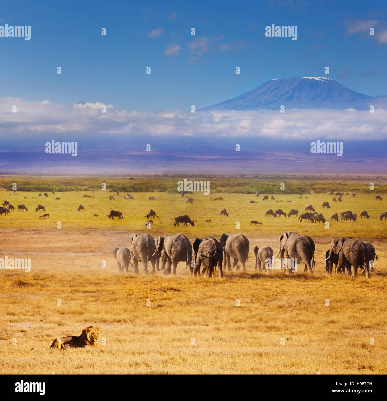Bellissima savana africana durante la Grande Migrazione Foto Stock