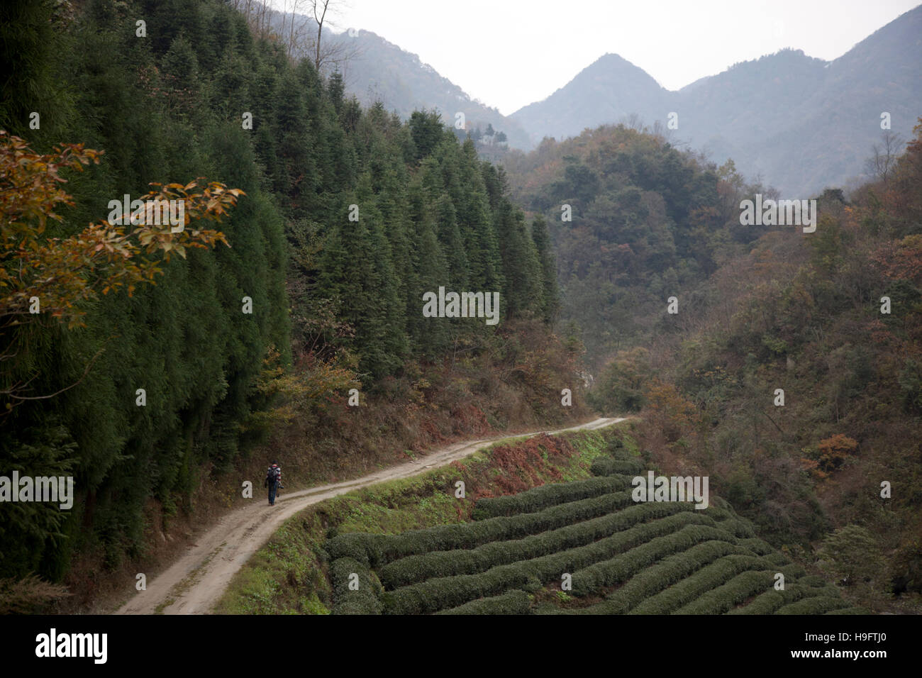 Una singola non asfaltate vie serpeggianti su strada fino a valle superando le piantagioni di tè set tra ricca foresta di Bai Shui Jiang nella riserva naturale del Sichuan in Cina. Foto Stock
