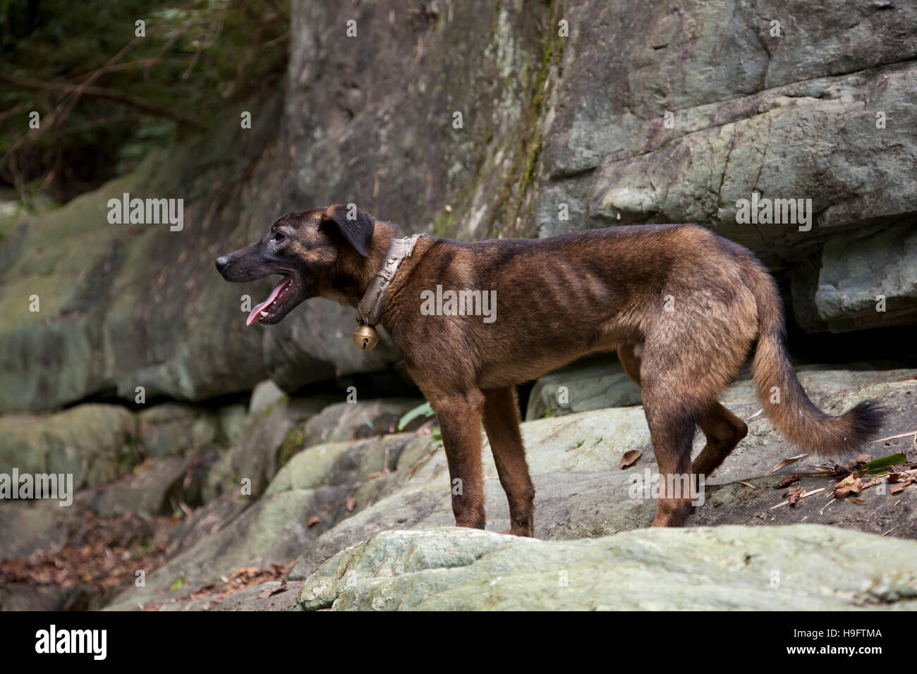 Un profilo di una razza di cane da caccia nel sud-ovest della Cina. Foto Stock