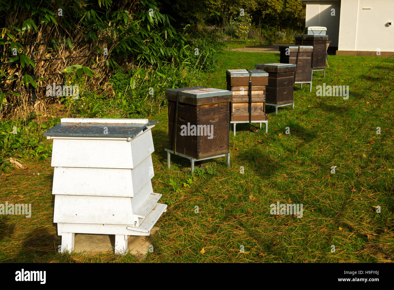 Visualizzazione di diversi tipi di bee hive al Dower House, Heaton Park, Manchester, Inghilterra, Regno Unito. Foto Stock