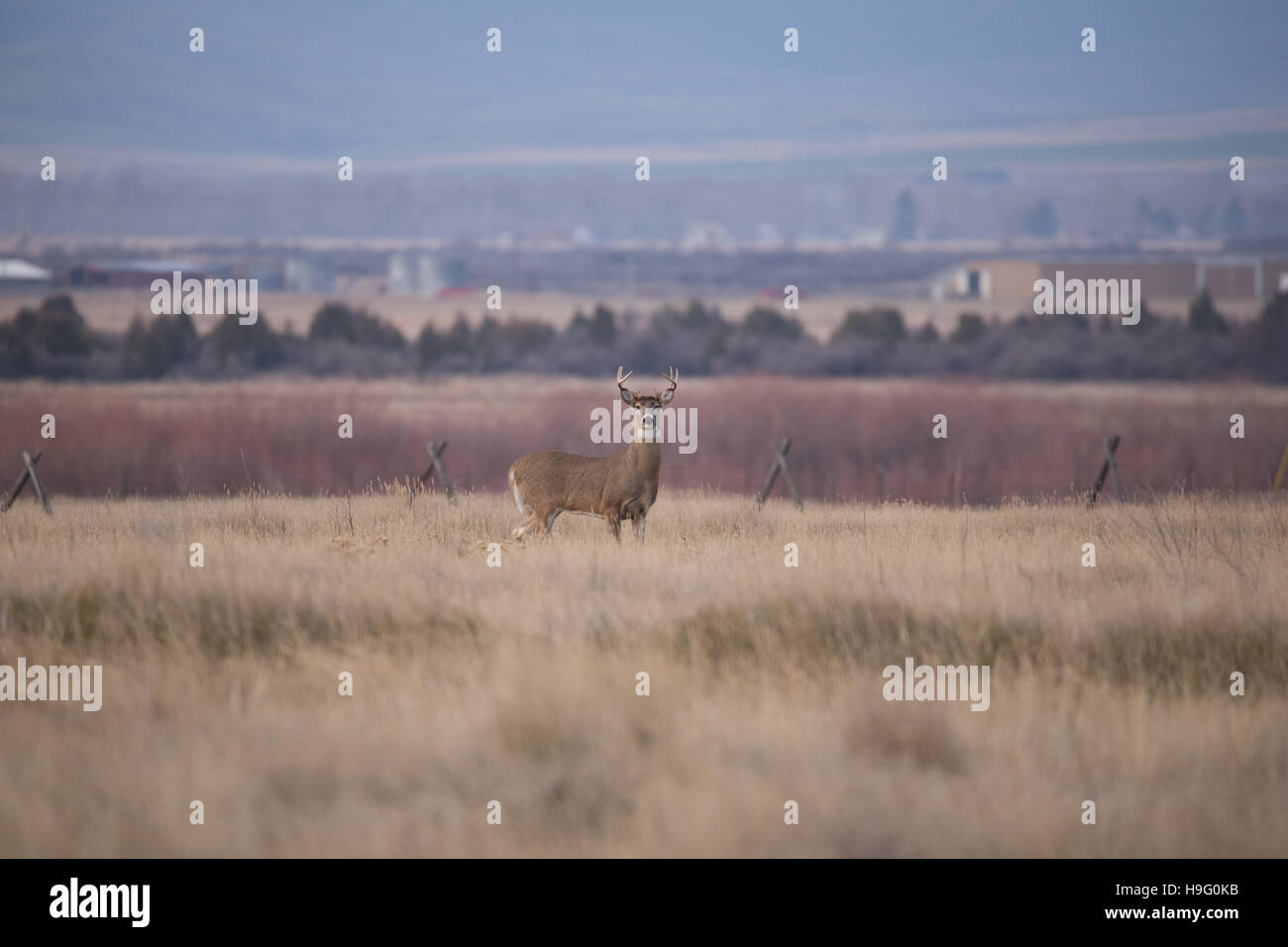 Mule Deer buck in piedi nel campo di fattoria guardando la fotocamera. Foto Stock