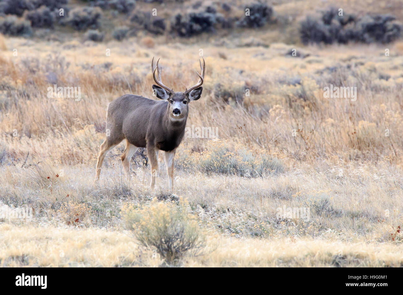 Grandi Mule Deer buck nel deserto. Foto Stock