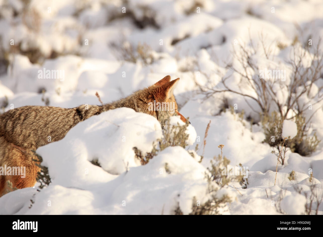 Coyote aggirava attraverso la neve nel Parco Nazionale di Yellowstone. Foto Stock