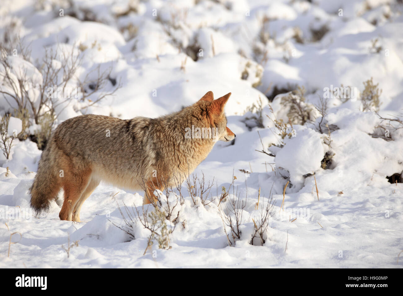 Coyote aggirava attraverso la neve nel Parco Nazionale di Yellowstone. Foto Stock