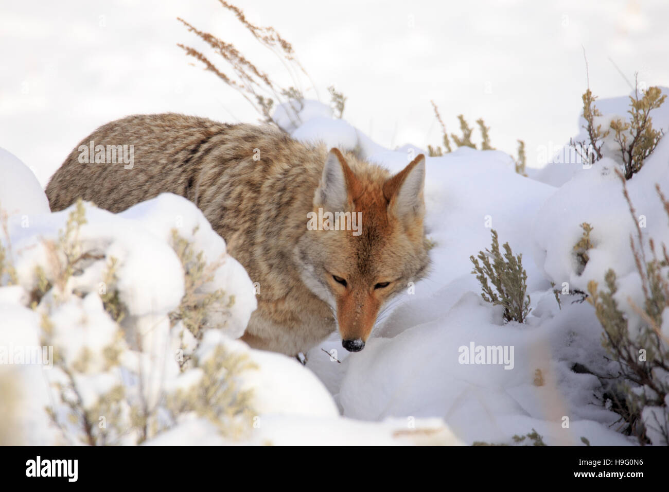 Coyote aggirava attraverso la neve nel Parco Nazionale di Yellowstone. Foto Stock