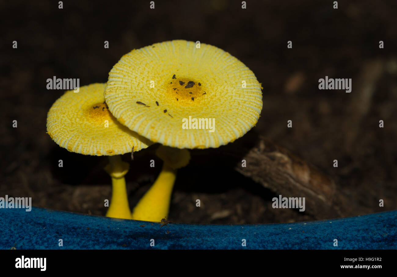 Ombrellone giallo, vaso parasol, giallo houseplant fungo (Leucocoprinus birnbaumii o Lepiota lutea). Regno Unito. Foto Stock