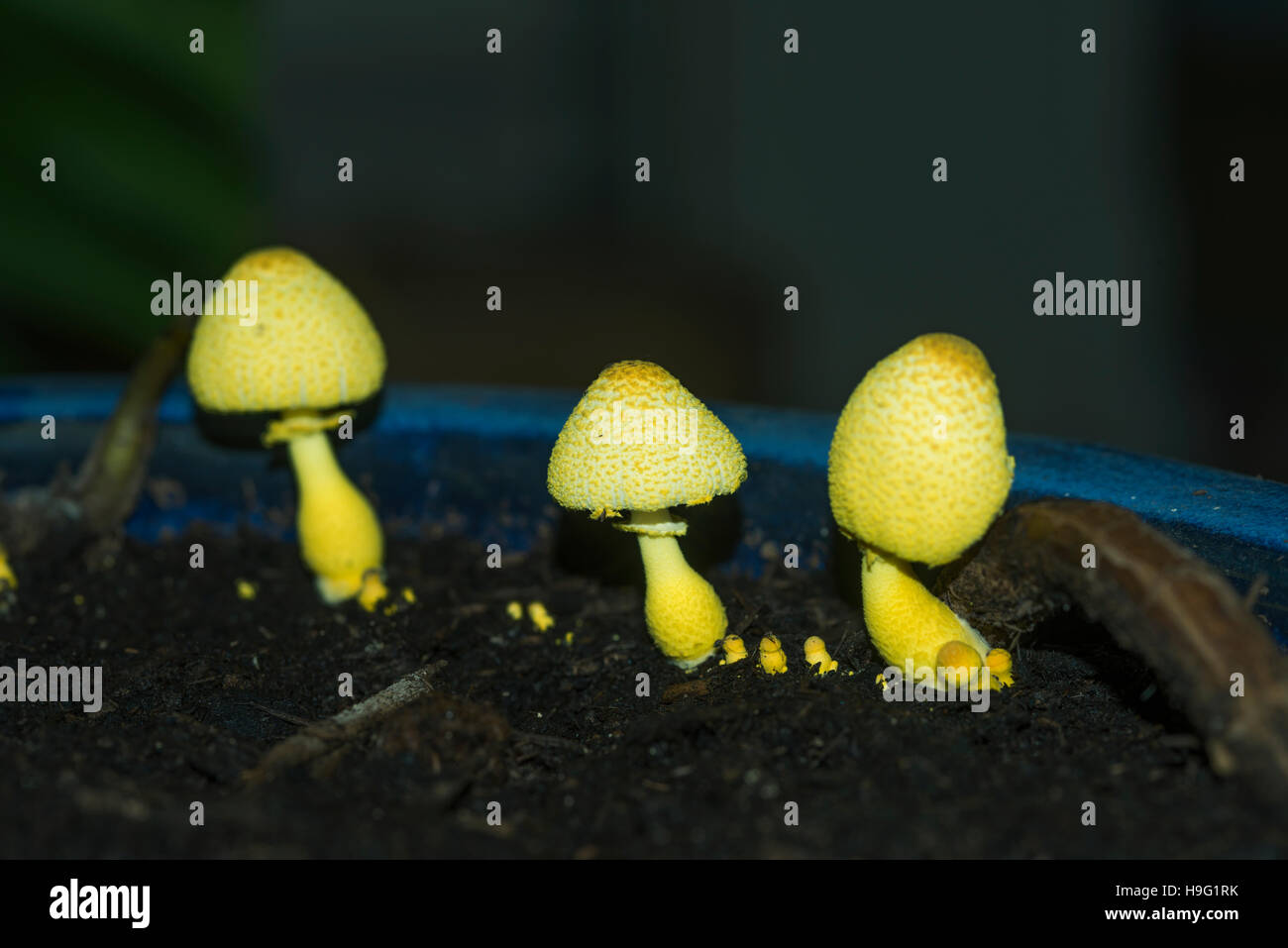 Ombrellone giallo, vaso parasol, giallo houseplant fungo (Leucocoprinus birnbaumii o Lepiota lutea). Regno Unito. Foto Stock