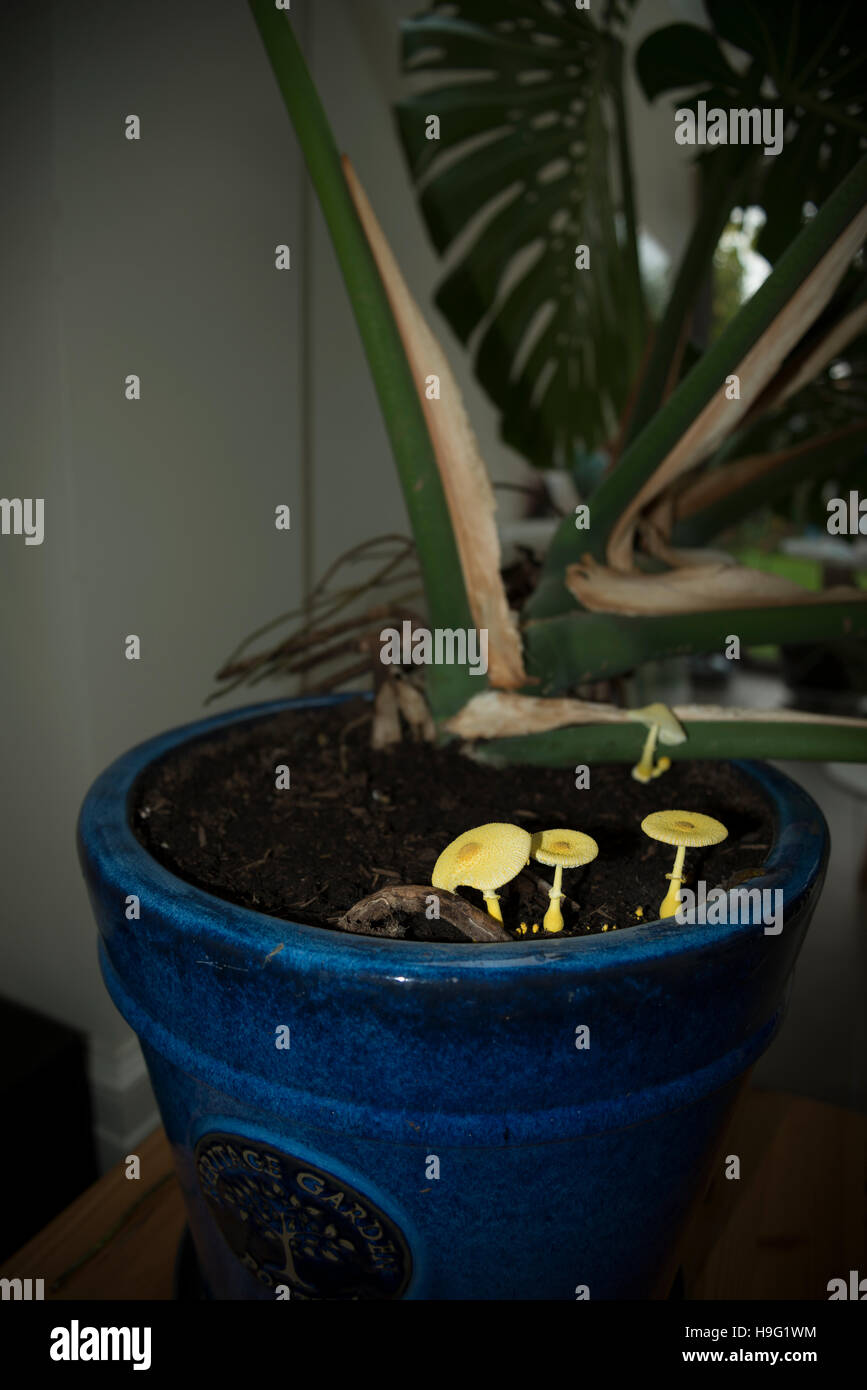 Ombrellone giallo, vaso parasol, giallo houseplant fungo (Leucocoprinus birnbaumii o Lepiota lutea). Regno Unito. Foto Stock