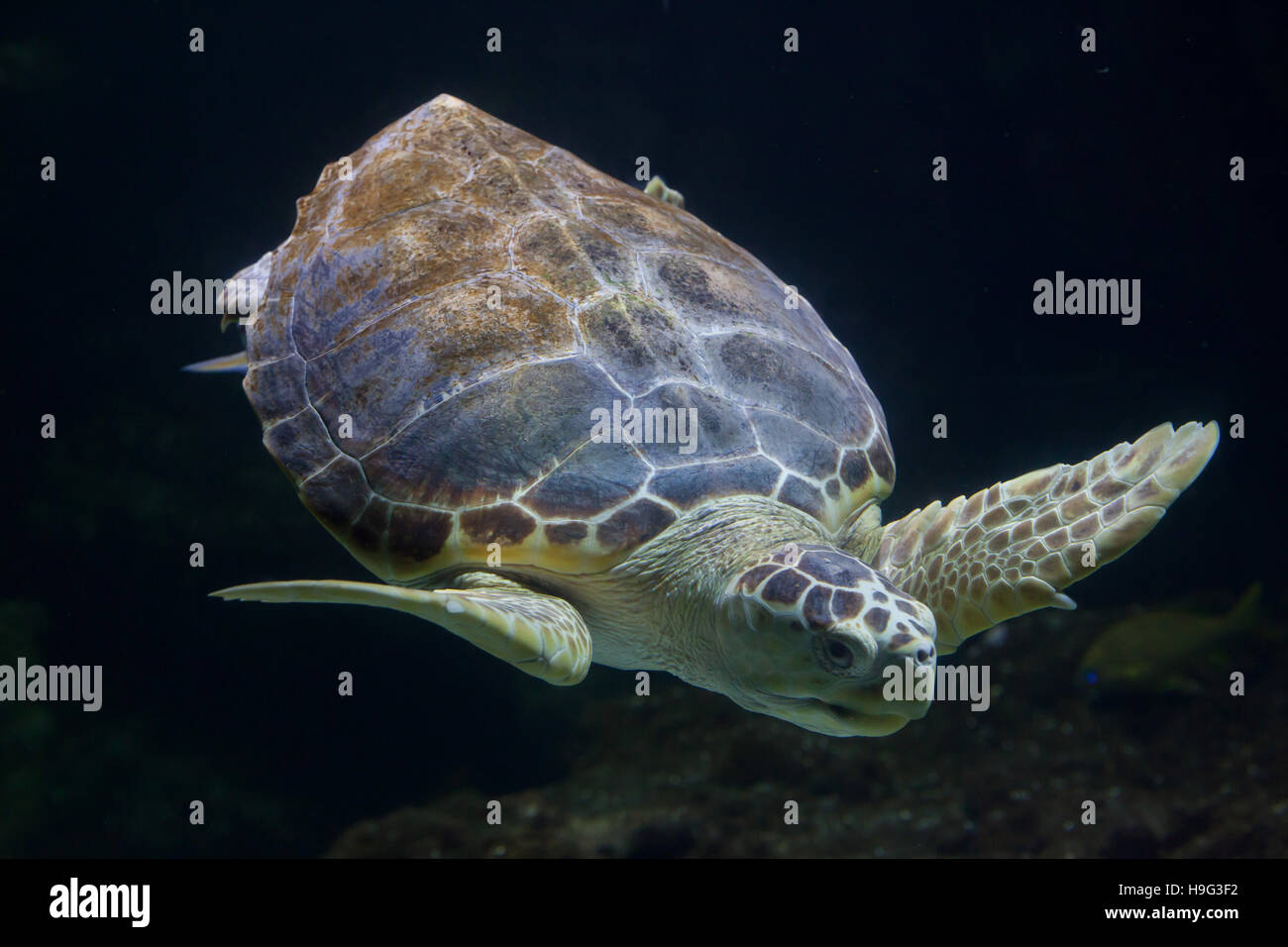 Tartaruga Caretta caretta), noto anche come le tartarughe. Foto Stock