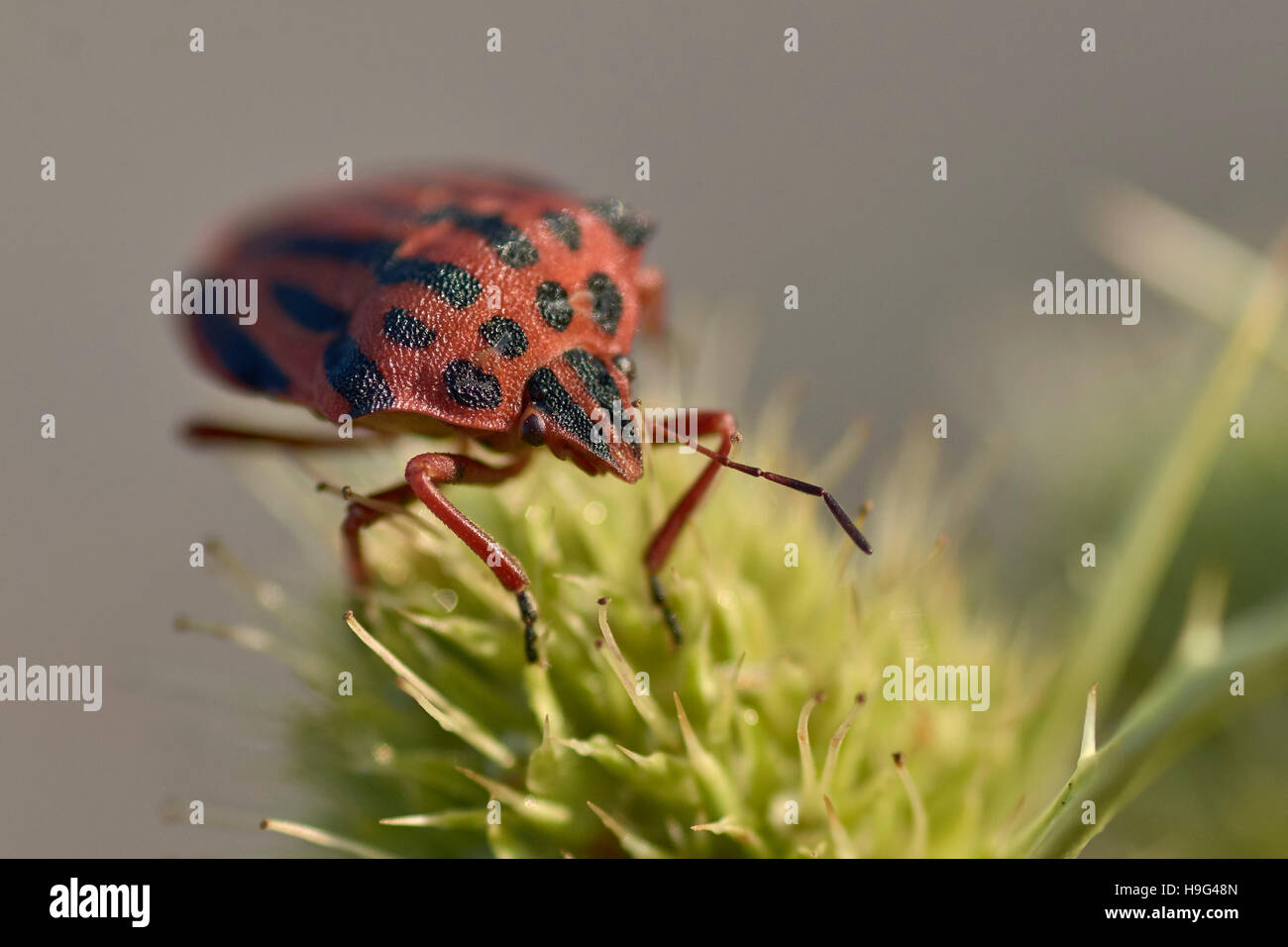 Bug. Graphosoma semipunctatum. Foto Stock