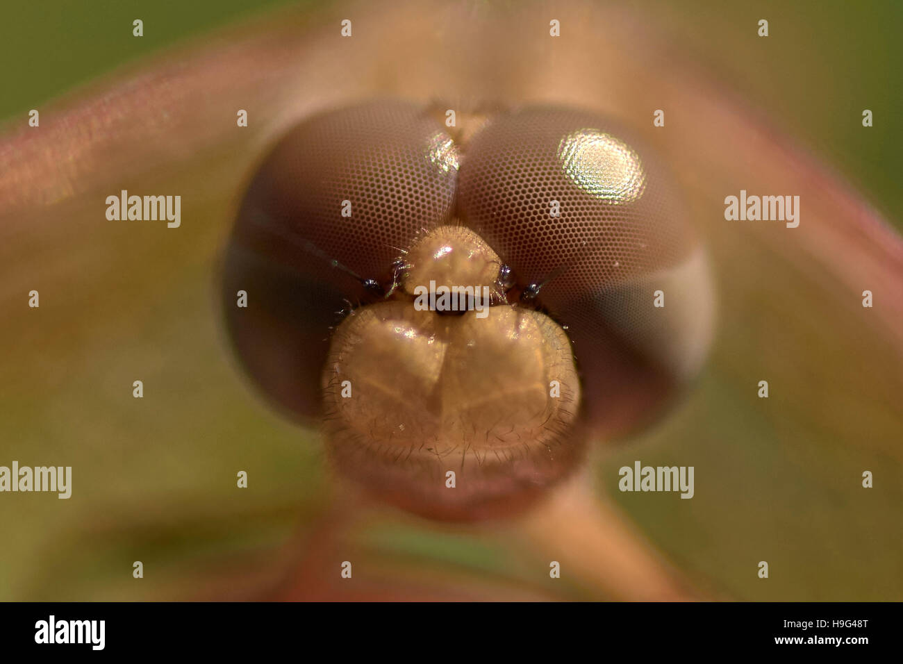 Testa femminile di libellula. Trithemis kirbyi. Foto Stock