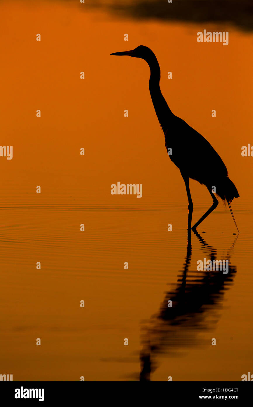 Rossastro Egretta garzetta rufeescens all'alba Fort Myers Beach costa del Golfo della Florida USA Foto Stock