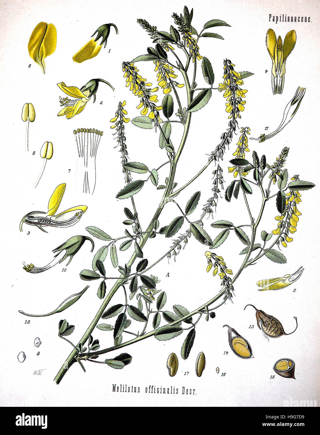 Melilotus officinalis, noto come giallo meliloto, giallo melilot, melilot nervata e melilot comune,pianta medicinale Foto Stock