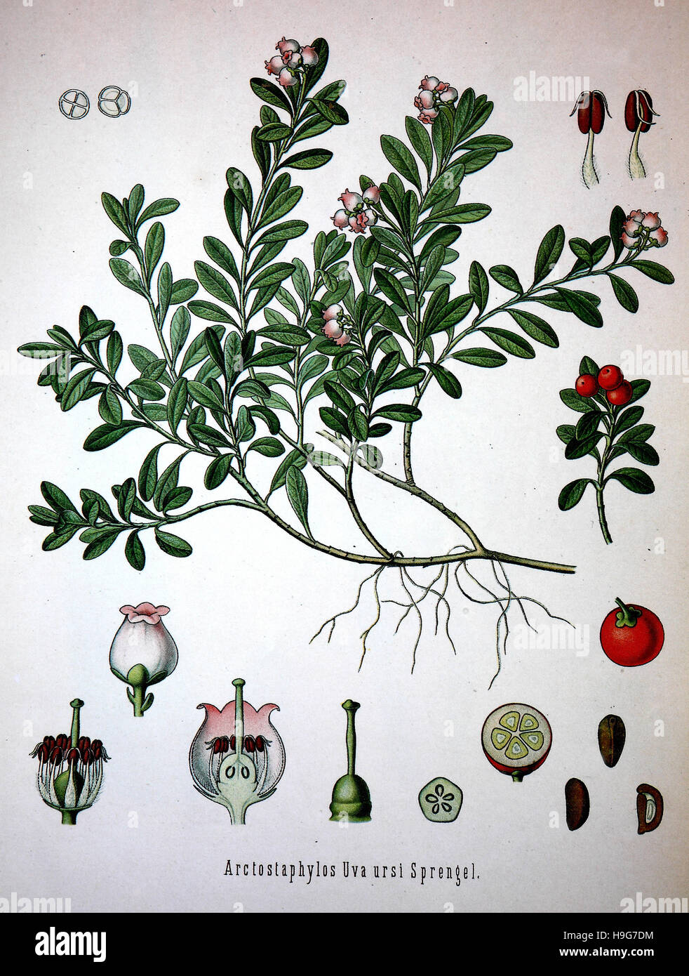 Arctostaphylos uva-ursi è una specie di piante del genere Arctostaphylo. I suoi nomi includono kinnikinnick e manzanita pinemat, e si tratta di una delle numerose specie correlate di cui al come uva ursina, pianta medicinale Foto Stock