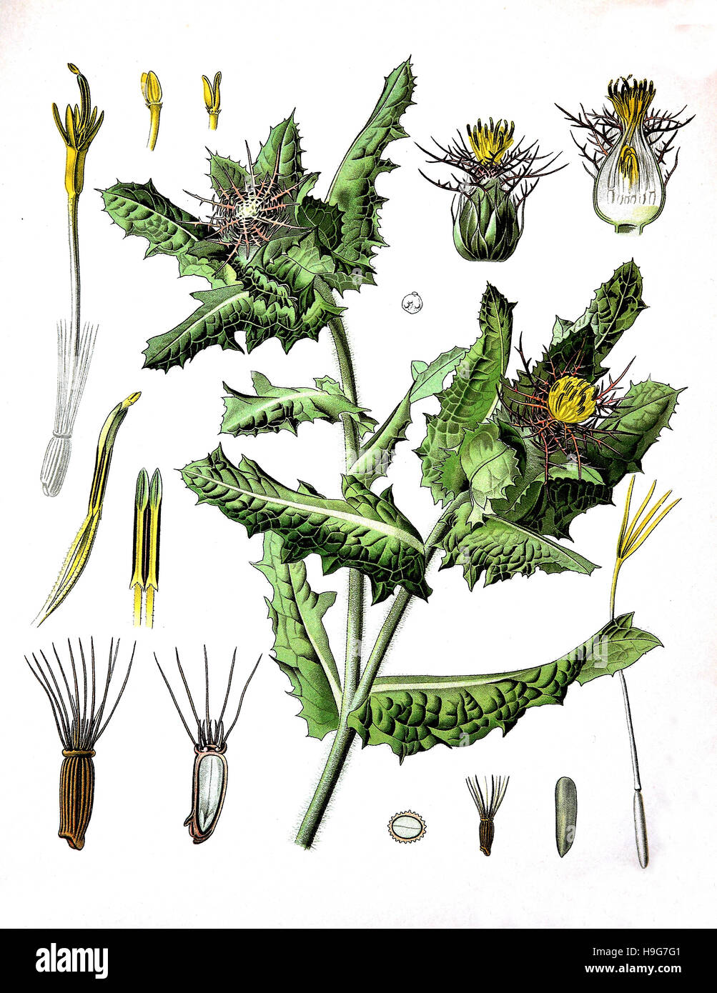 Cnicus benedictus, San Benedetto thistle, beato thistle, cardo santo o macchiato il Thistle, pianta medicinale Foto Stock