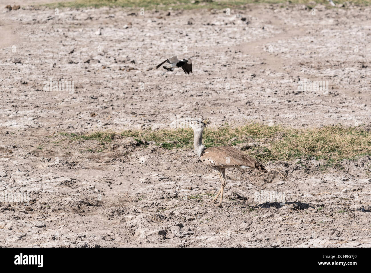 A pochi Kori Bustard la fama di essere il più pesante di volo di uccelli Foto Stock