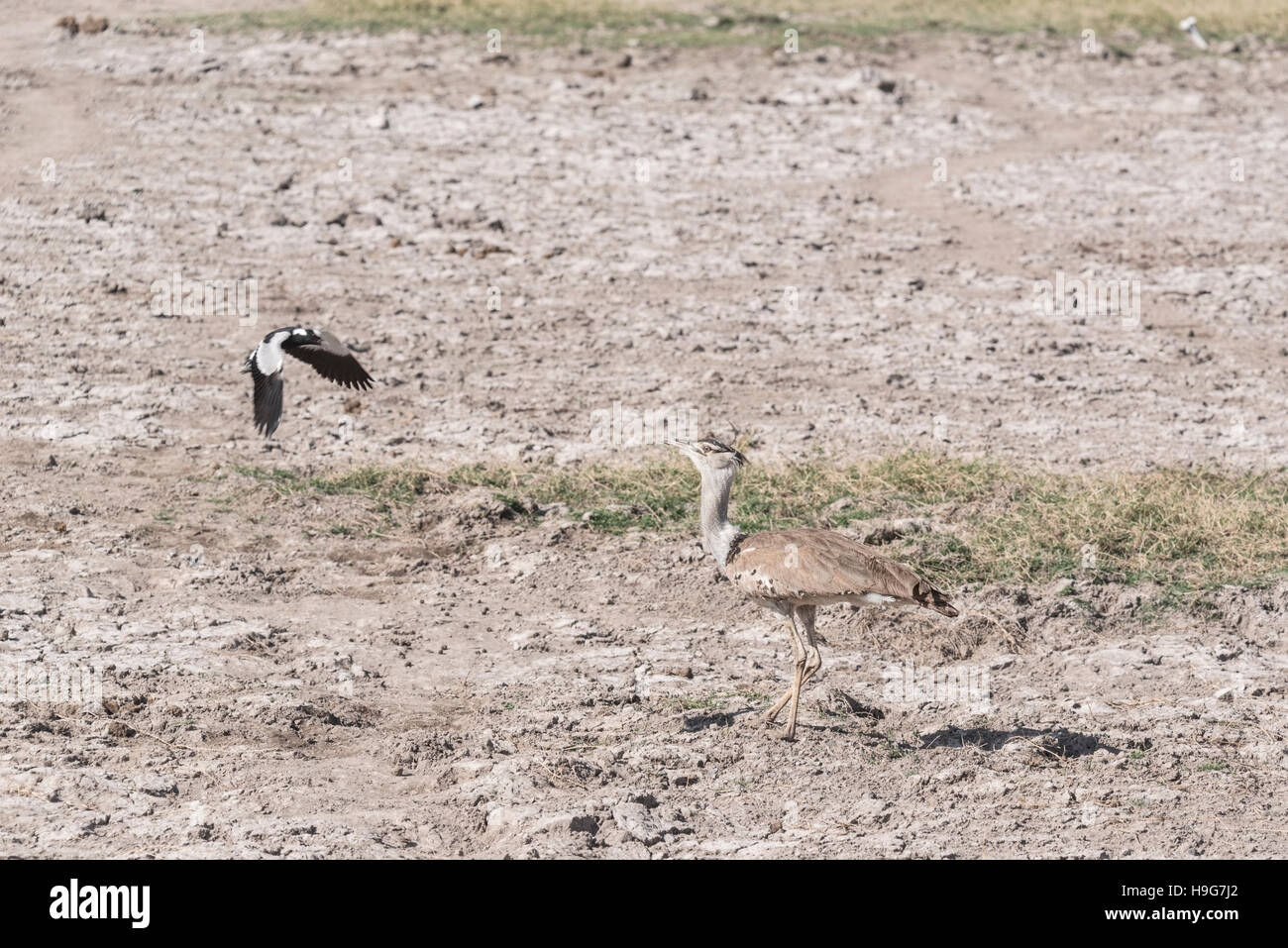 A pochi Kori Bustard la fama di essere il più pesante di volo di uccelli Foto Stock