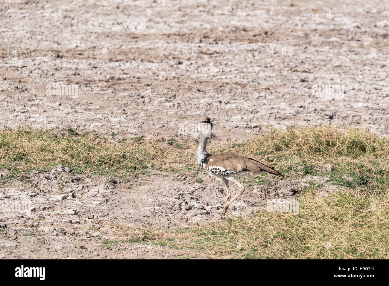 A pochi Kori Bustard la fama di essere il più pesante di volo di uccelli Foto Stock