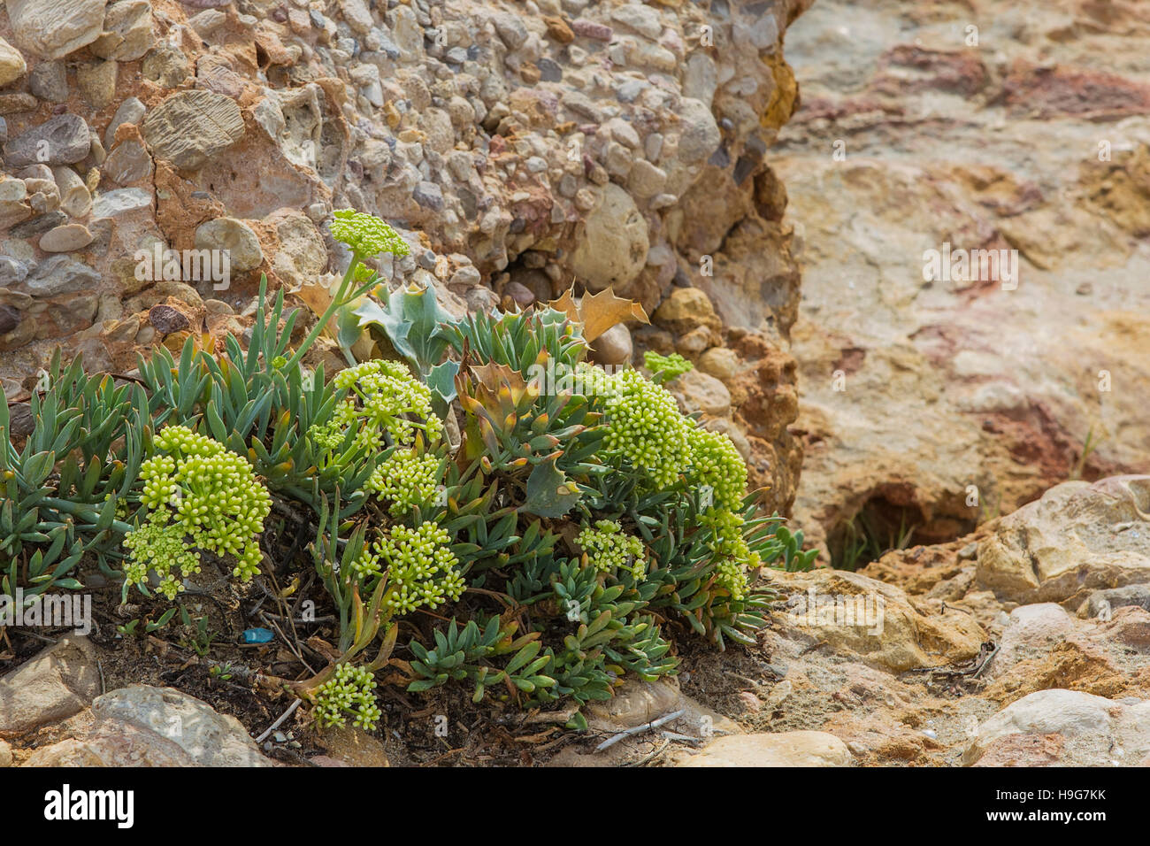 La vegetazione verde sulla spiaggia. Foto Stock