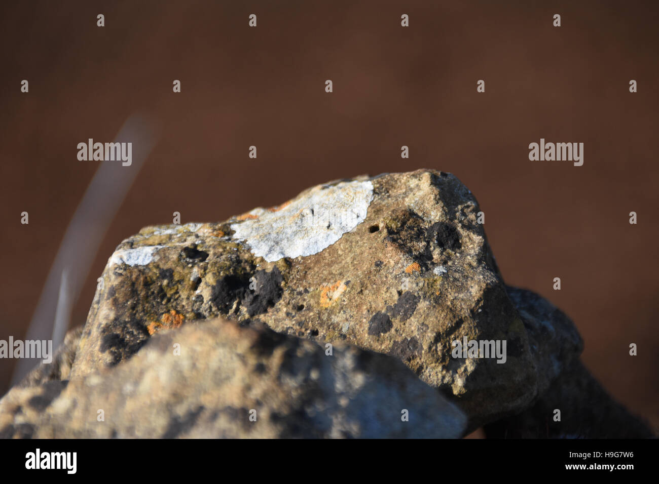 Il Lichen su una roccia con un background di messa a fuoco Foto Stock
