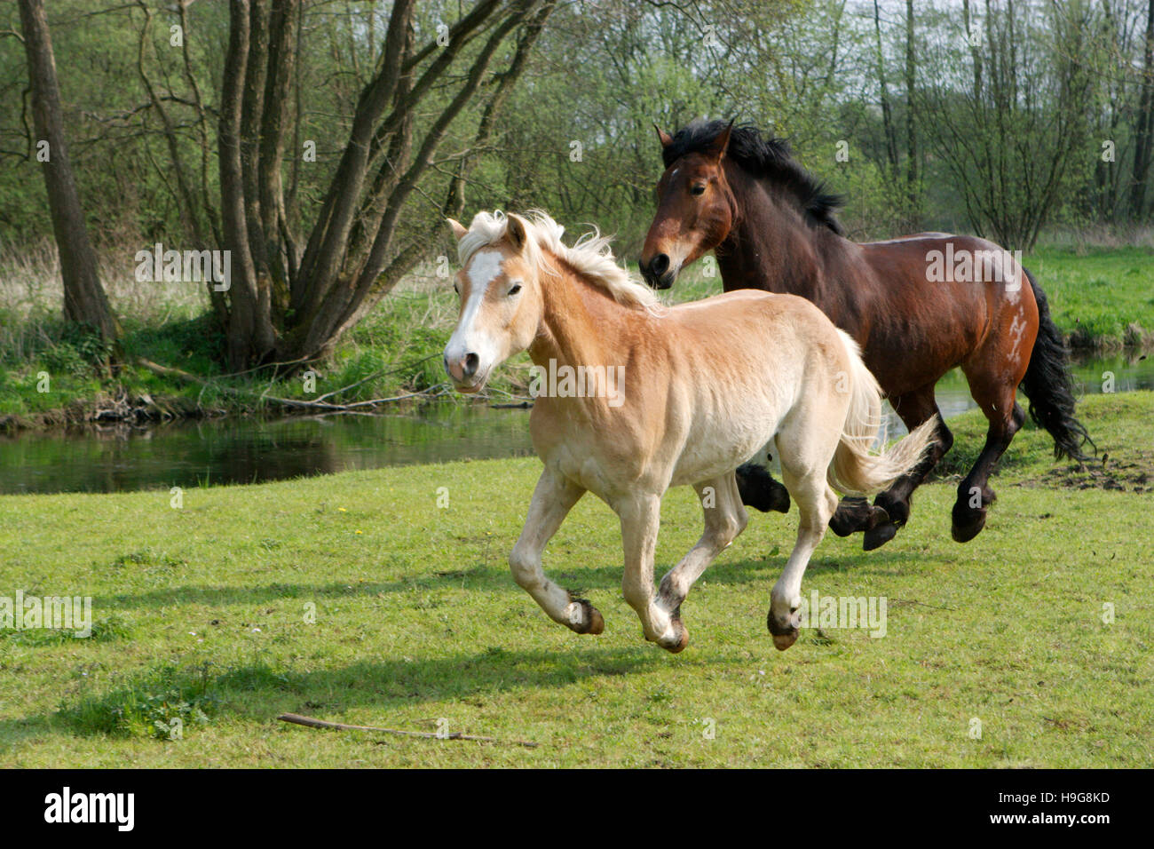 Cavalli al galoppo Foto Stock