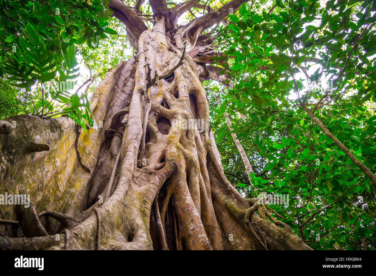 Fig Tree in Cape Tribulation foresta pluviale Foto Stock