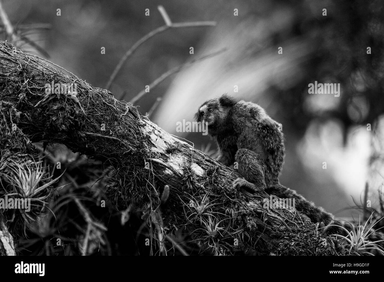 Monkey scalata di un ramo su un albero in cerca di cibo Foto Stock