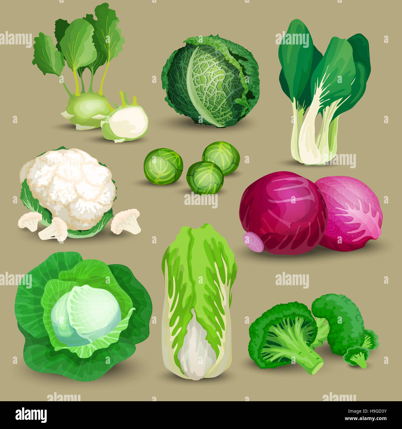Set di vegetali con i broccoli, cavolo rapa e diversi altri cavoli. Set di vegetali con cavolo, broccoli, cavolo rapa, savoia, rosso, cinese, Napa e brus Foto Stock