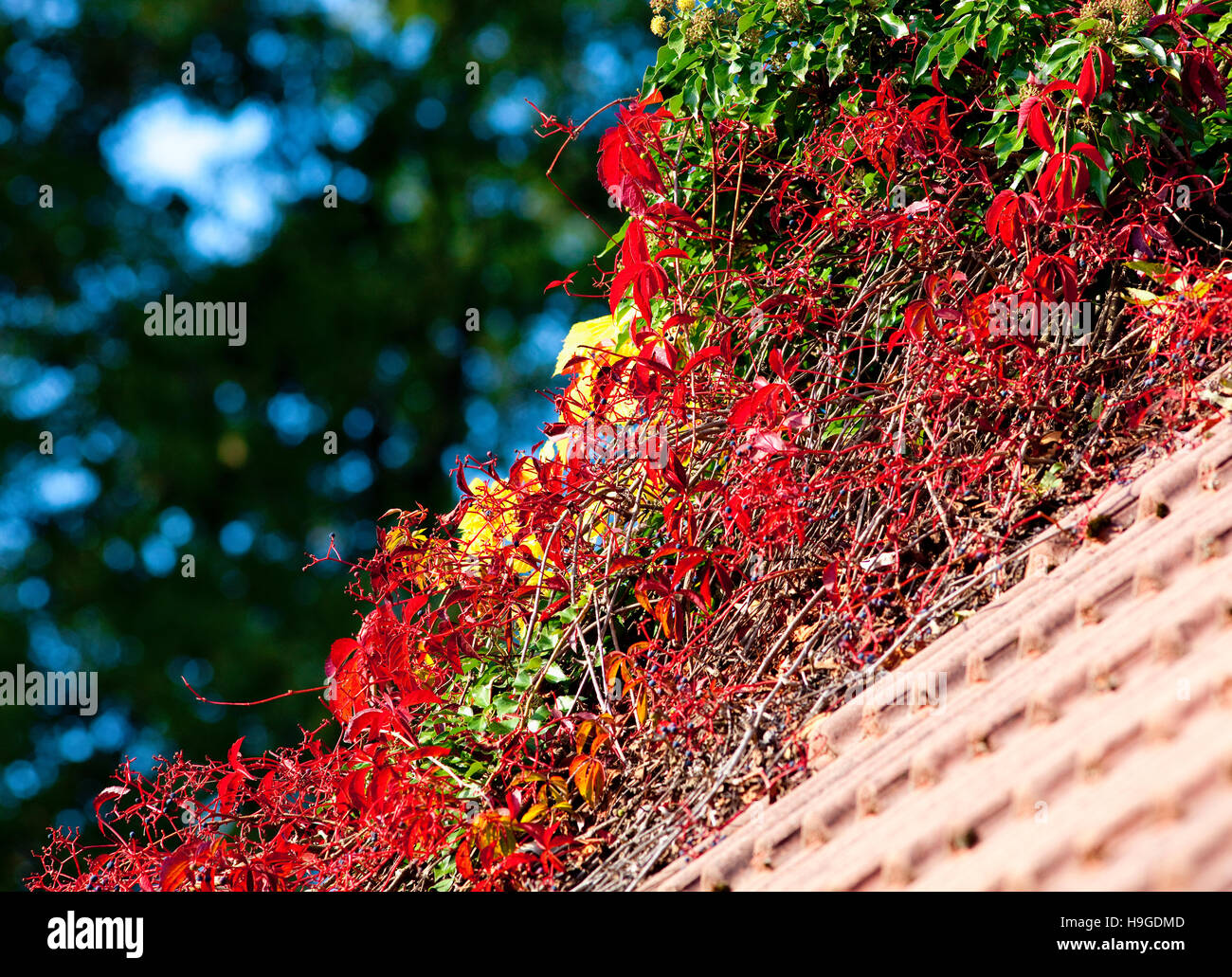 Tetto ricoperta con Red vegetazione autunnale Foto Stock