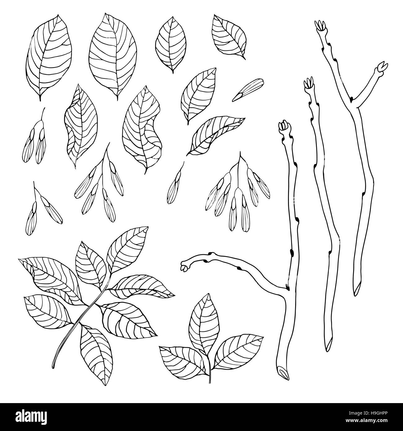 Vettore disegnati a mano in bianco e nero serie floreale di frassino per materiale tessile, tessuto, cartoline, carta da parati, scrapbooking e altri Illustrazione Vettoriale