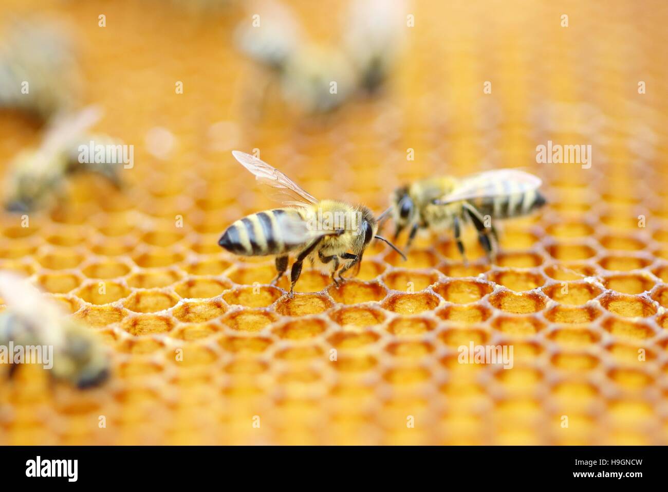 API da miele Foto Stock