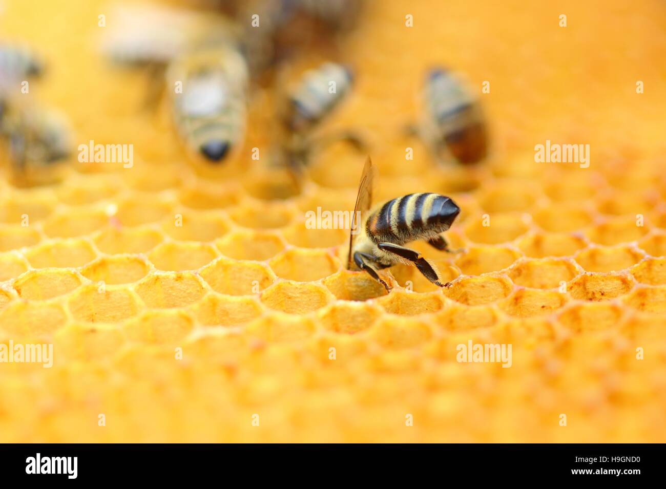 Honeybee in favo di miele Foto Stock