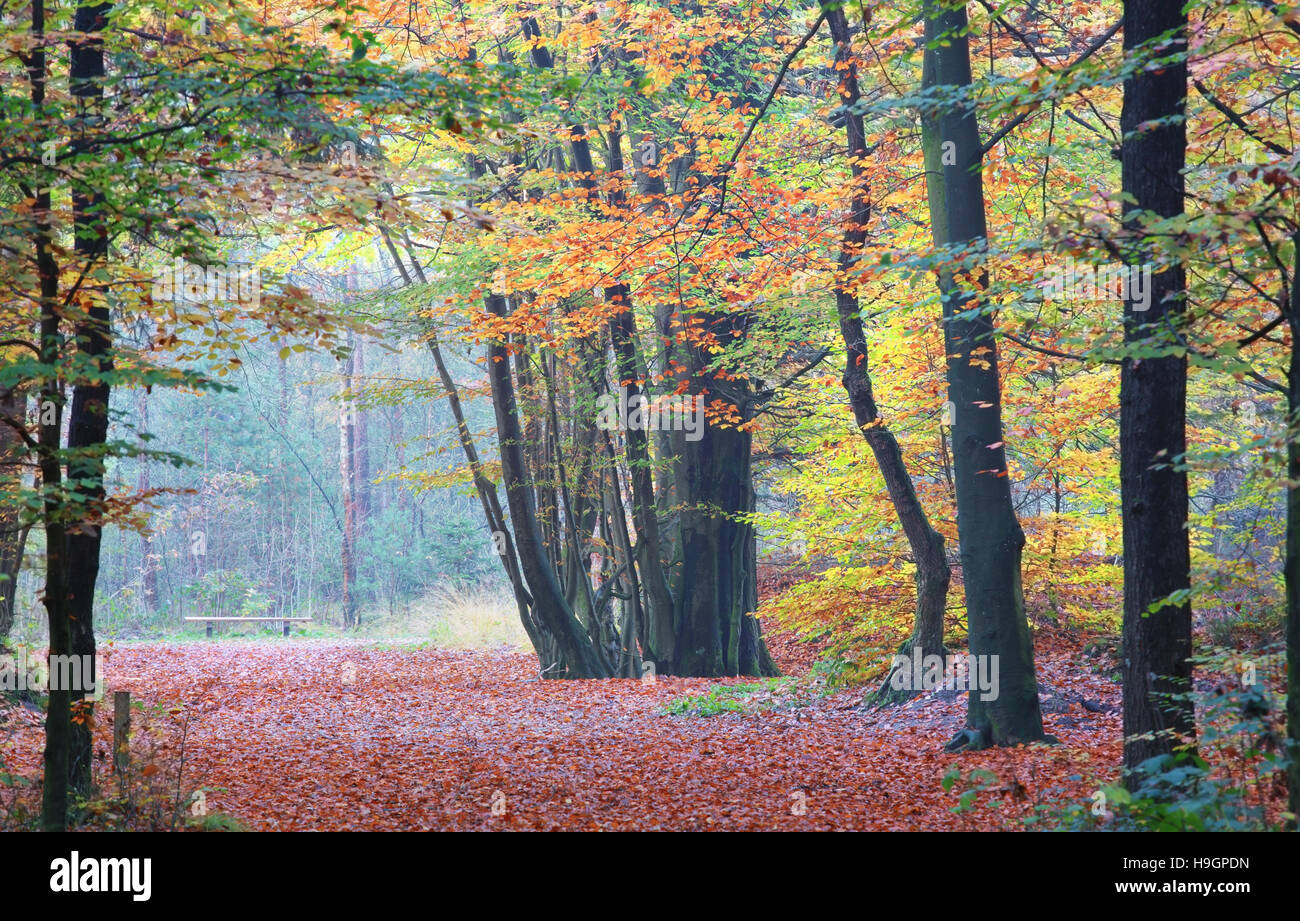 Colori d'autunno del bosco di faggio Foto Stock