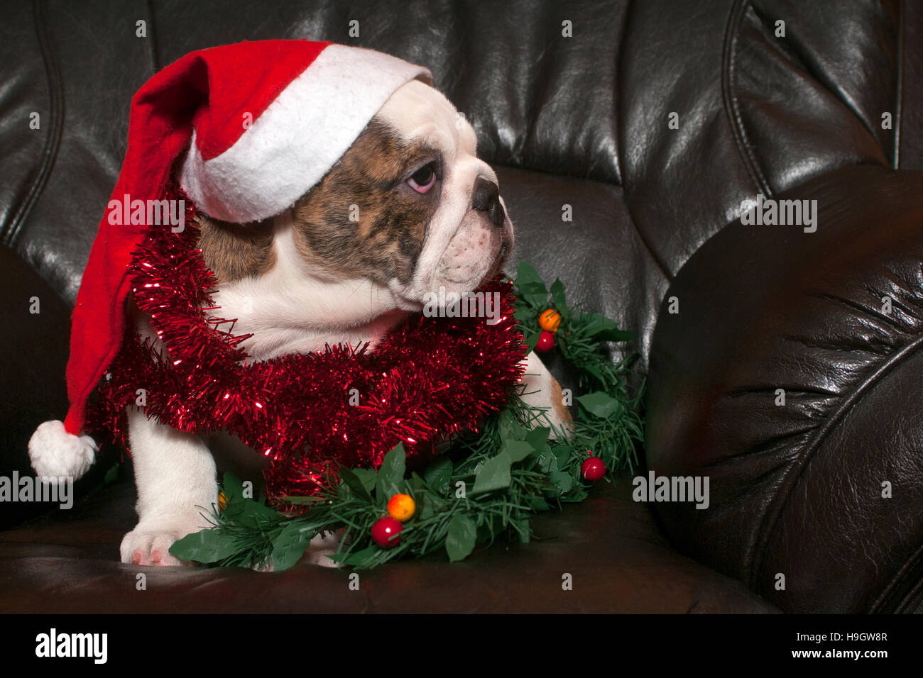 Giovani Bulldog inglese indossando santa hat,seduto sul divano in pelle nera Foto Stock